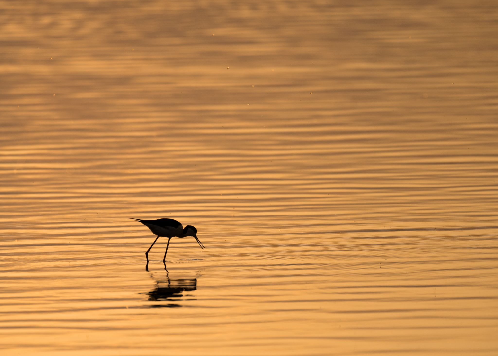 Stelzenläufer im Abendlicht Stilt walker (Himantopus himantopus)